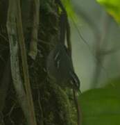 Plumbeous Warbler