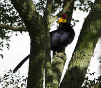 Ross's Turaco