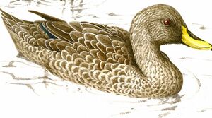 Canard à bec jaune