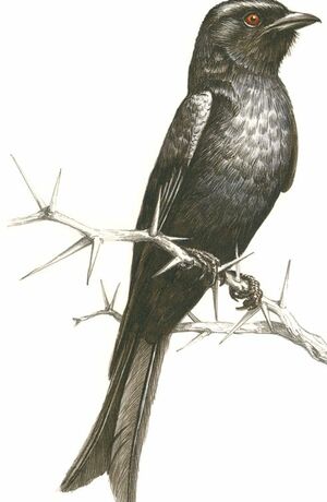 Drongo brillant
