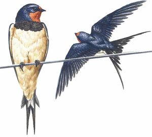 Hirondelle rustique