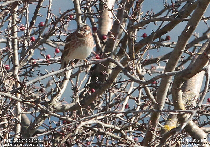 Pine Bunting male