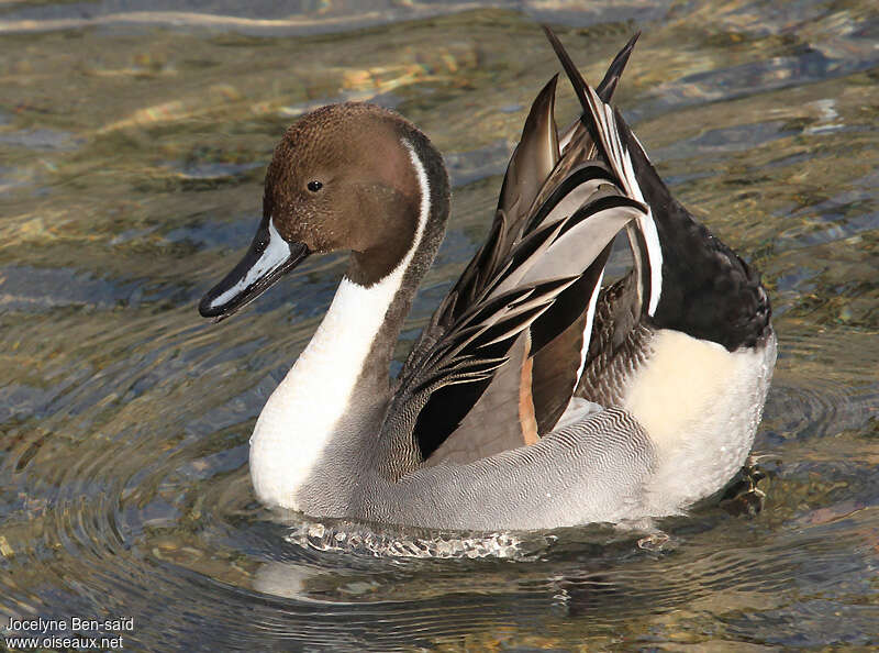 Northern Pintail male adult, aspect