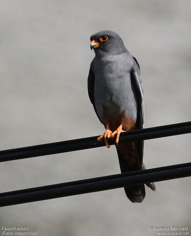 Red-footed Falcon male adult