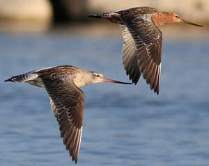 Bar-tailed Godwit 
&copy; Jo�l Bruezi�re