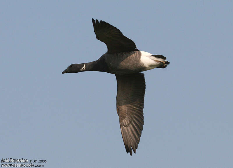 Brant Goose, Flight