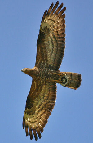 European Honey Buzzard 
&copy; Jo�l Bruezi�re