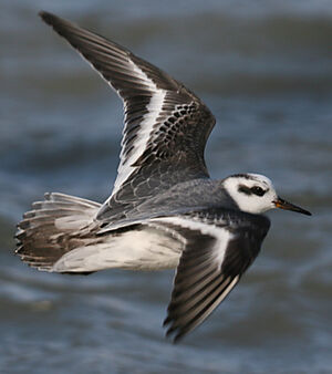 Red Phalarope 
&copy; Jo�l Bruezi�re
