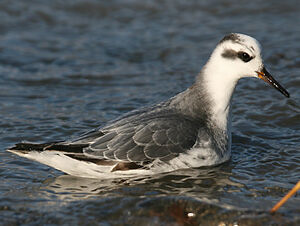 Red Phalarope 
&copy; Jo�l Bruezi�re