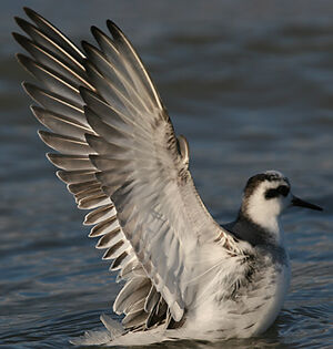 Red Phalarope 
&copy; Jo�l Bruezi�re