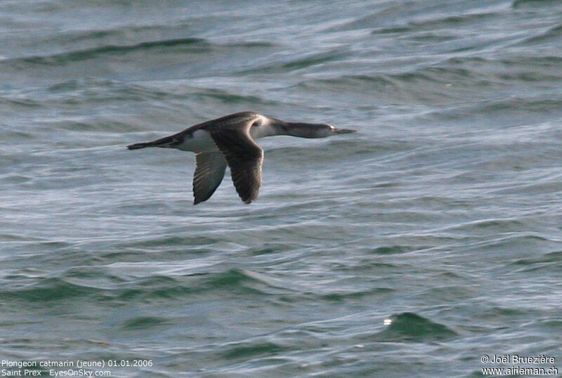 Red-throated Loon, Flight