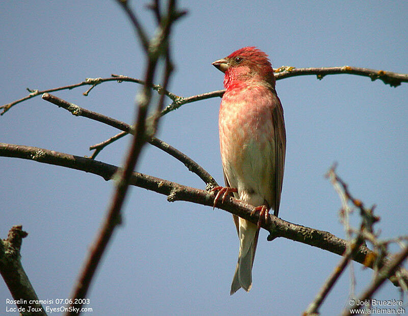 Common Rosefinch male adult, identification