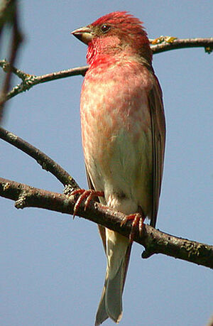 Common Rosefinch 
&copy; Jo�l Bruezi�re