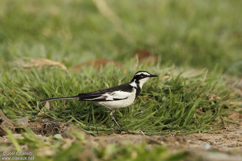 African Pied Wagtail, identification, walking