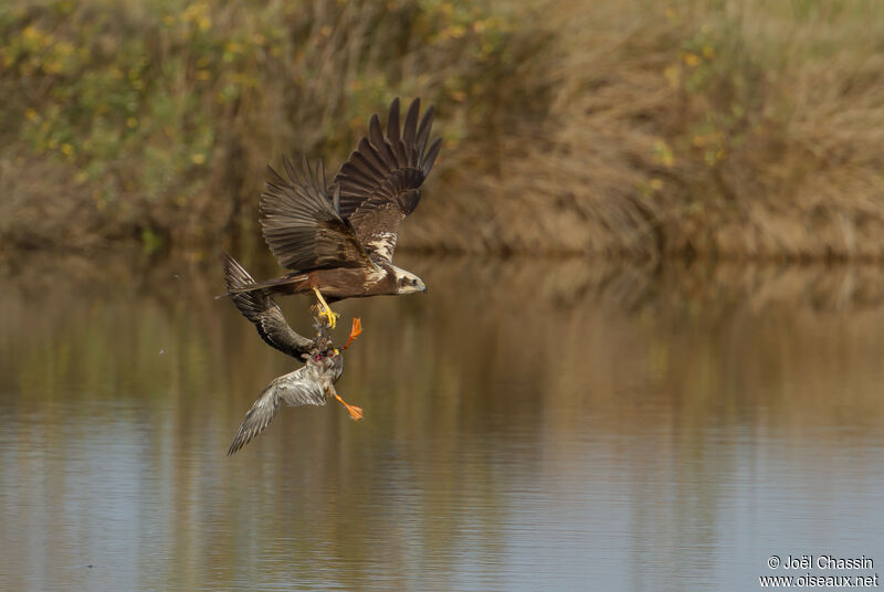 Western Marsh Harrier, Flight, fishing/hunting