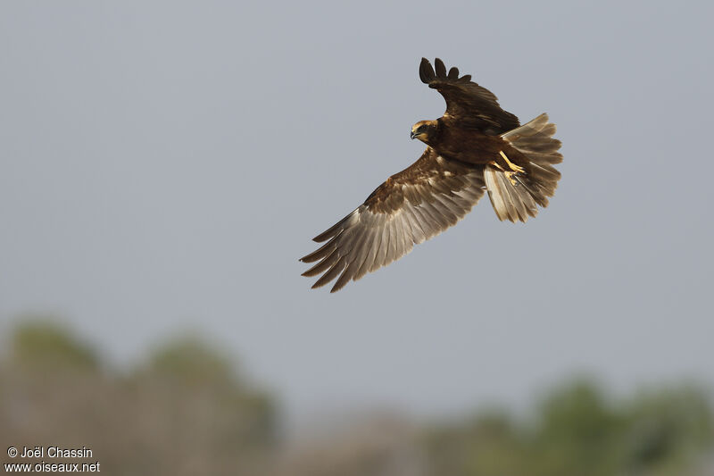 Western Marsh Harrier female adult, Flight