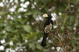 West African Pied Hornbill