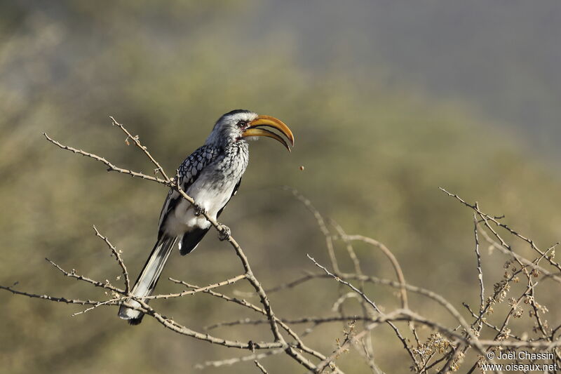 Southern Yellow-billed Hornbill, identification