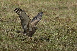 Beaudouin's Snake Eagle