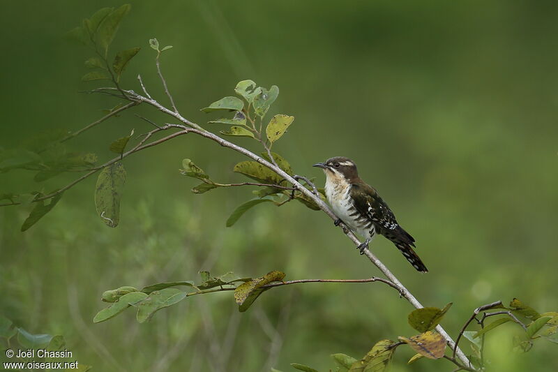 Diederik Cuckoo, identification
