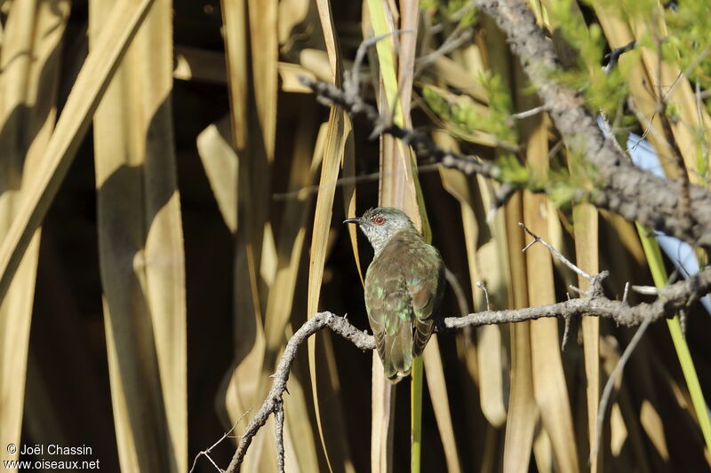 Little Bronze Cuckoo, identification