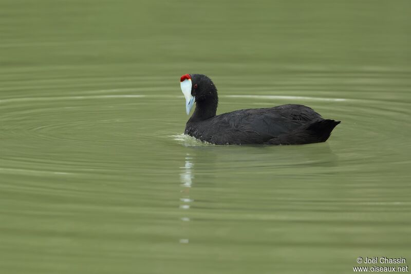 Red-knobbed Coot, identification