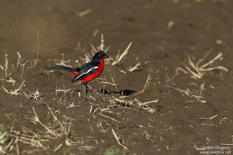 Crimson-breasted Shrike, identification