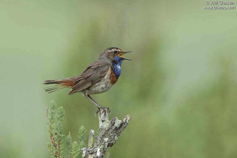Bluethroat male adult breeding, identification, song