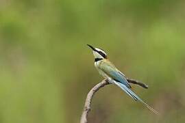 White-throated Bee-eater