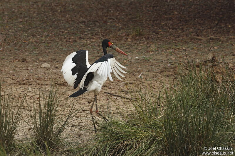Saddle-billed Stork, identification
