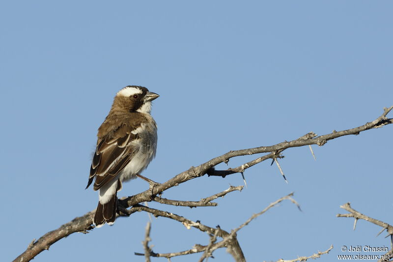 White-browed Sparrow-Weaver, identification