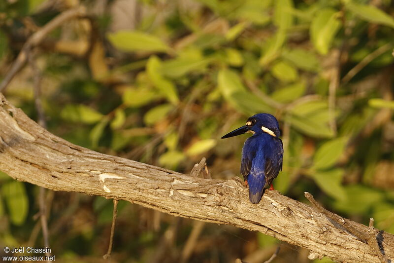 Azure Kingfisher, identification