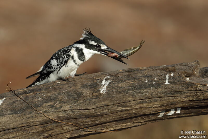 Pied Kingfisher, identification, aspect, eats