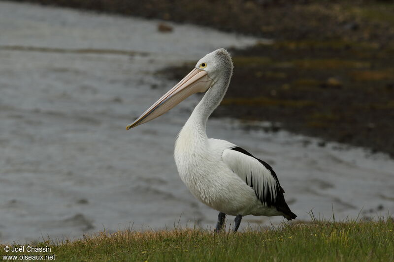 Australian Pelican, identification