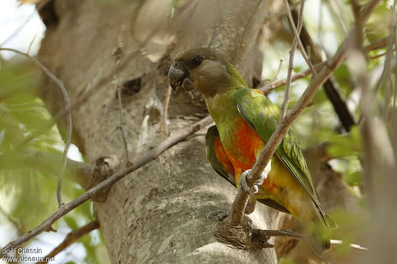 Senegal Parrot, identification