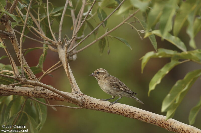 Sahel Bush Sparrow, identification