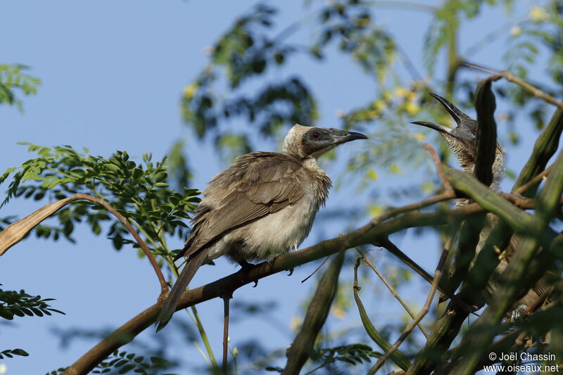 Helmeted Friarbird, identification
