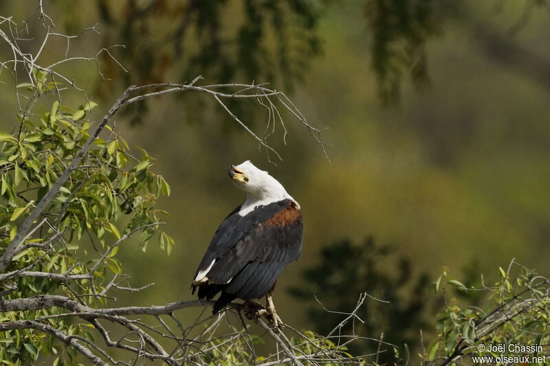 African Fish Eagle, identification