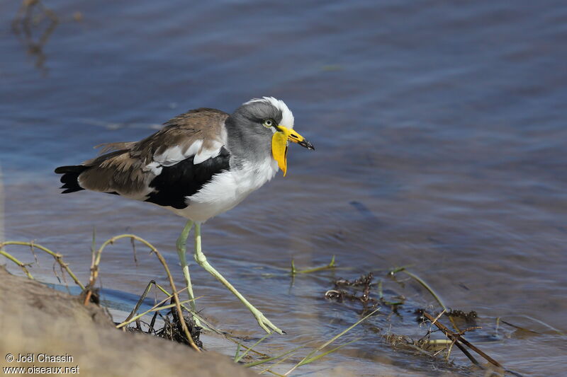 White-crowned Lapwing, identification, close-up portrait, aspect, walking