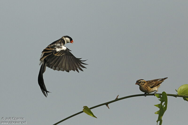 Pin-tailed Whydahadult, courting display