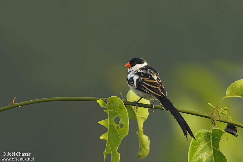 Pin-tailed Whydah male, identification