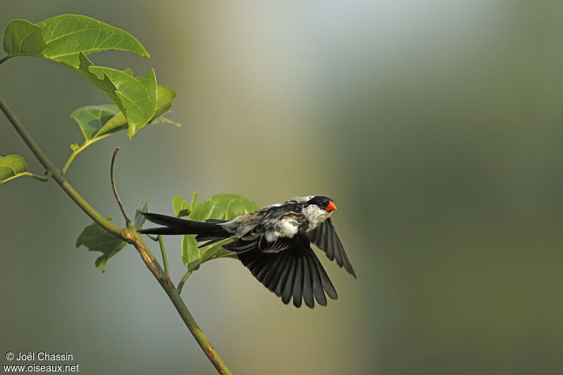 Pin-tailed Whydah male, Flight