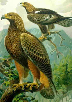 Aigle royal