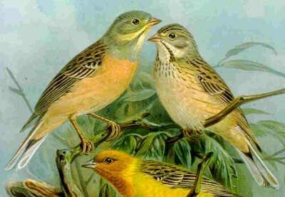 Ortolan Bunting