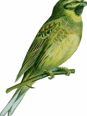 Bruant zizi