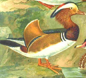 Canard mandarin