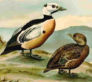 Steller's Eider