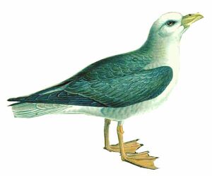 Northern Fulmar