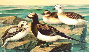 Long-tailed Duck