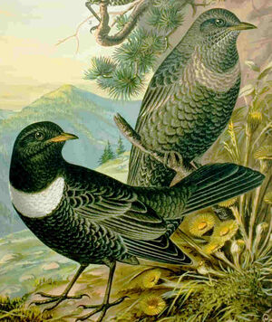 Merle à plastron